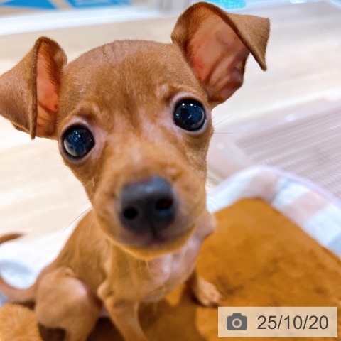 ミニチュア・ピンシャーの写真