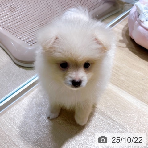 ポメラニアンの写真