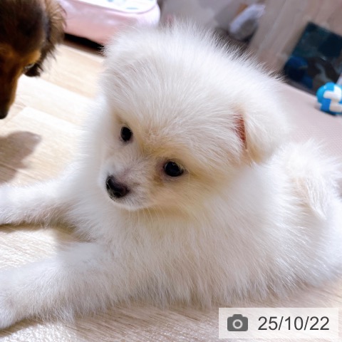 ポメラニアンの写真