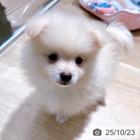 ポメラニアンの写真