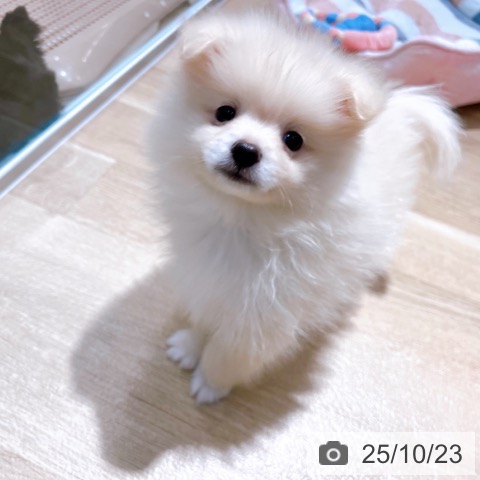ポメラニアンの写真