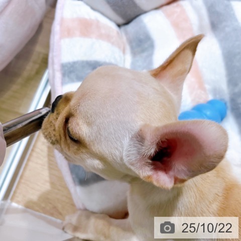 フレンチ・ブルドッグの写真