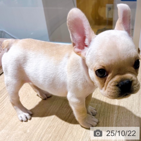 フレンチ・ブルドッグの写真
