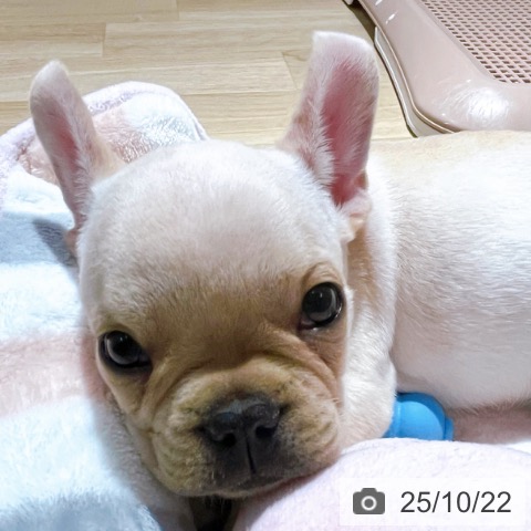フレンチ・ブルドッグの写真