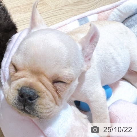 フレンチ・ブルドッグの写真
