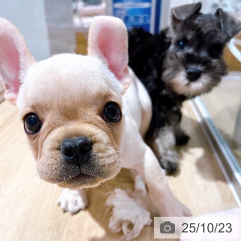 フレンチ・ブルドッグの写真