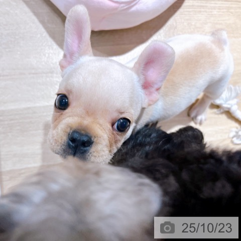 フレンチ・ブルドッグの写真
