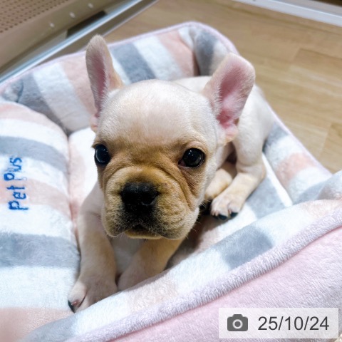 フレンチ・ブルドッグの写真