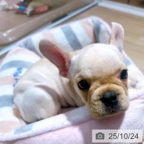 フレンチ・ブルドッグの写真