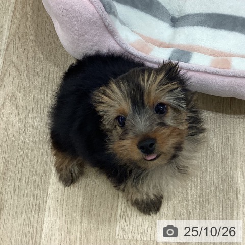 ヨークシャー・テリアの写真