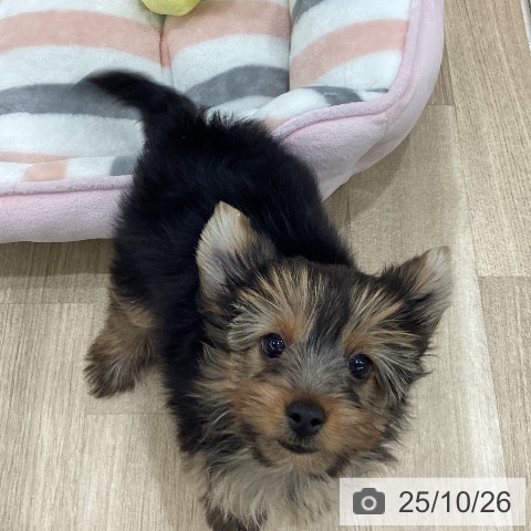 ヨークシャー・テリアの写真