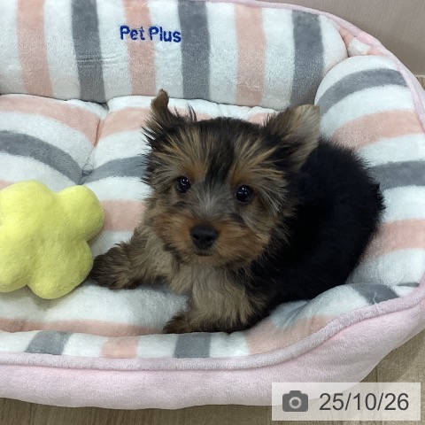 ヨークシャー・テリアの写真