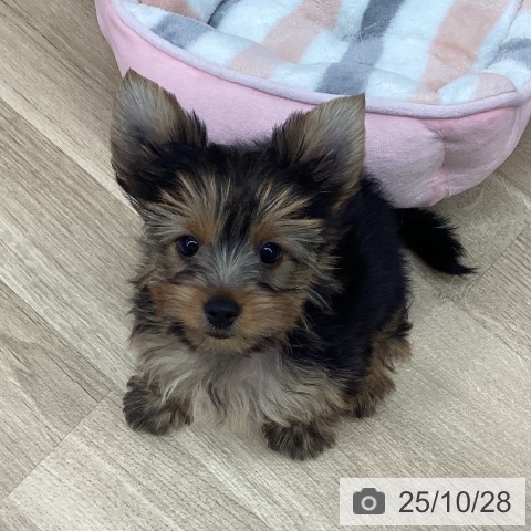 ヨークシャー・テリアの写真