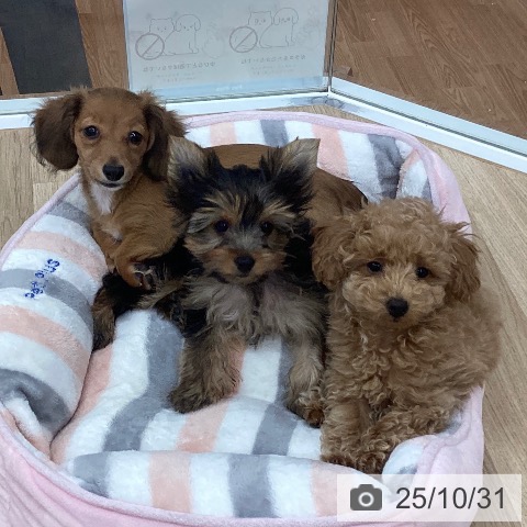 ヨークシャー・テリアの写真