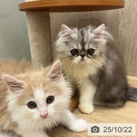 ノルウェージャンフォレストキャットの写真