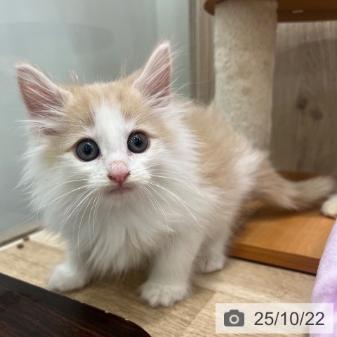 ノルウェージャンフォレストキャットの写真
