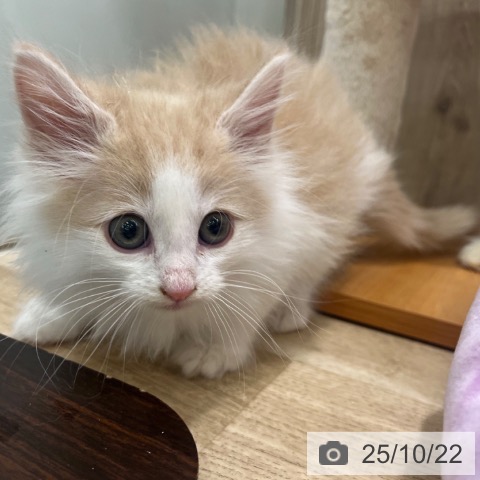 ノルウェージャンフォレストキャットの写真