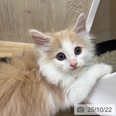 ノルウェージャンフォレストキャットの写真