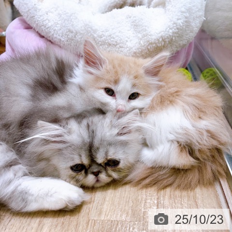 ノルウェージャンフォレストキャットの写真