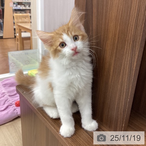 京都府のノルウェージャンフォレストキャット (ペットプラス 久御山店/2025年8月22日生まれ/男の子/レッドタビーホワイト)の子猫の4枚目の画像