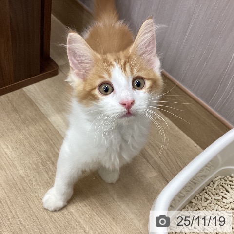 京都府のノルウェージャンフォレストキャット (ペットプラス 久御山店/2025年8月22日生まれ/男の子/レッドタビーホワイト)の子猫の3枚目の画像