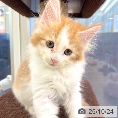 ノルウェージャンフォレストキャットの写真