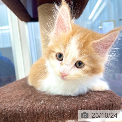 ノルウェージャンフォレストキャットの写真