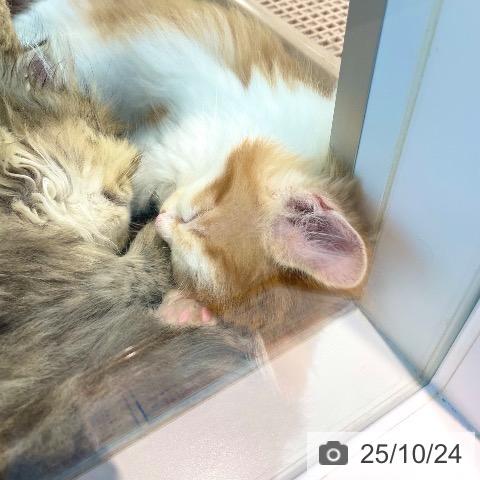 ノルウェージャンフォレストキャットの写真