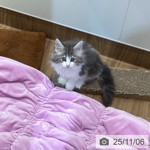 ノルウェージャンフォレストキャットの写真