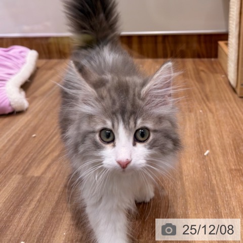 ノルウェージャンフォレストキャットの写真