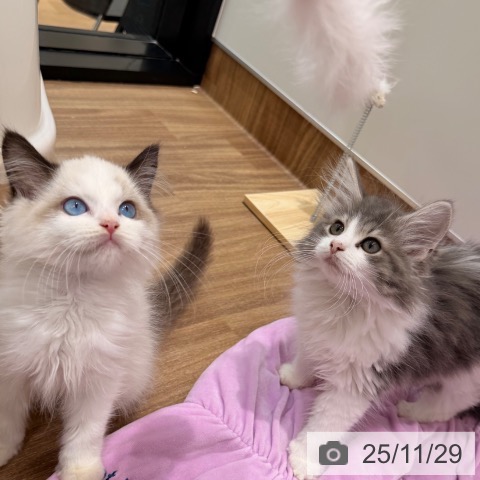 ノルウェージャンフォレストキャットの写真