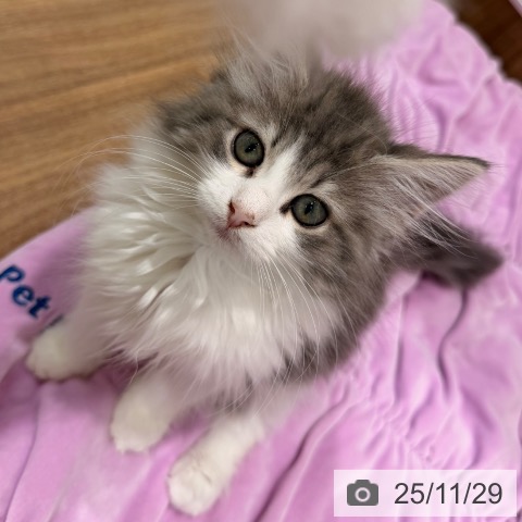 ノルウェージャンフォレストキャットの写真