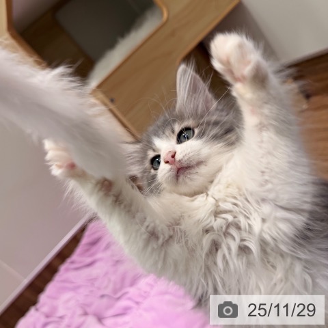 岡山県のノルウェージャンフォレストキャット (ペッツワン 岡山南店/2025年8月22日生まれ/女の子/ブルータビーホワイト)の子猫の4枚目の画像