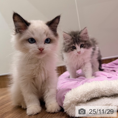 岡山県のノルウェージャンフォレストキャット (ペッツワン 岡山南店/2025年8月22日生まれ/女の子/ブルータビーホワイト)の子猫の3枚目の画像