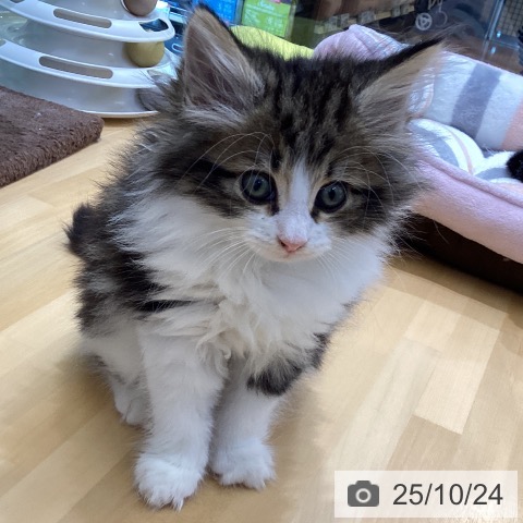 ノルウェージャンフォレストキャットの写真