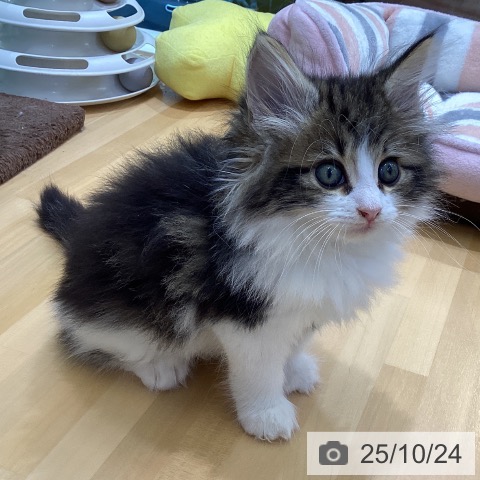ノルウェージャンフォレストキャットの写真
