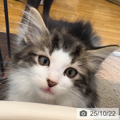 ノルウェージャンフォレストキャットの写真