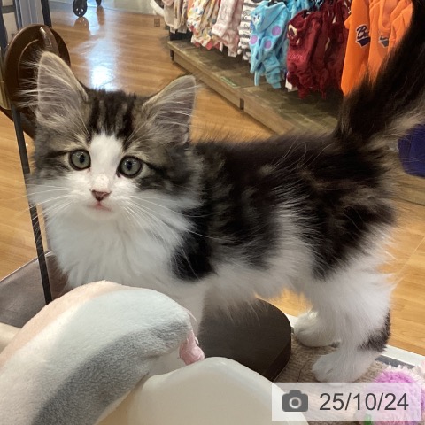ノルウェージャンフォレストキャットの写真