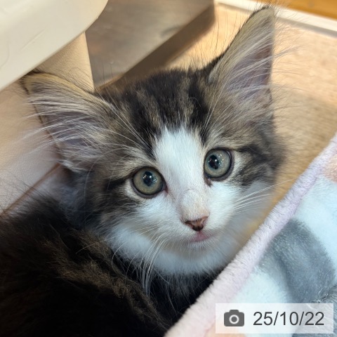 ノルウェージャンフォレストキャットの写真