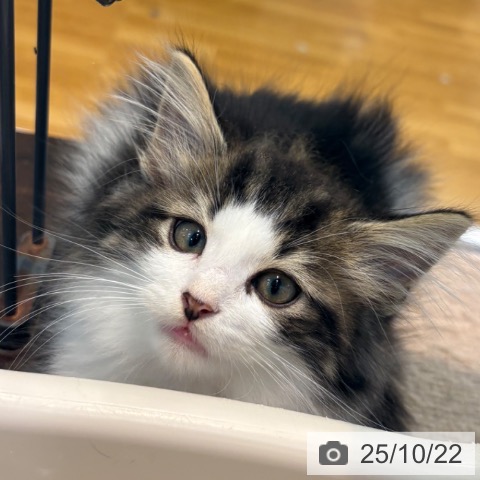 ノルウェージャンフォレストキャットの写真