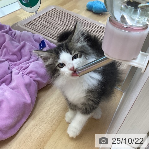 ノルウェージャンフォレストキャットの写真