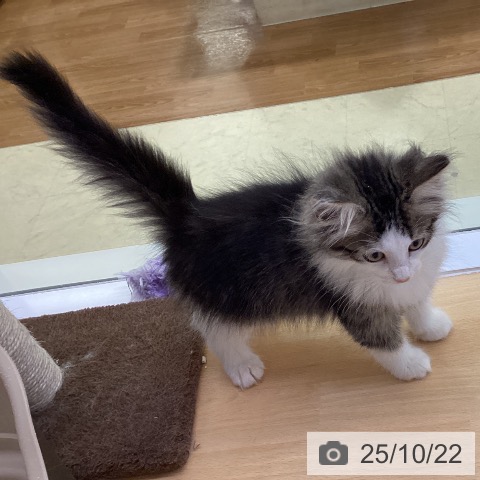 ノルウェージャンフォレストキャットの写真