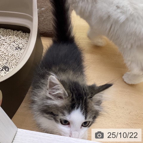 ノルウェージャンフォレストキャットの写真