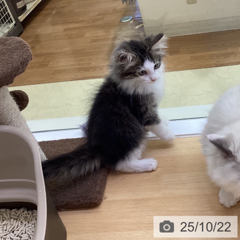 ノルウェージャンフォレストキャットの写真