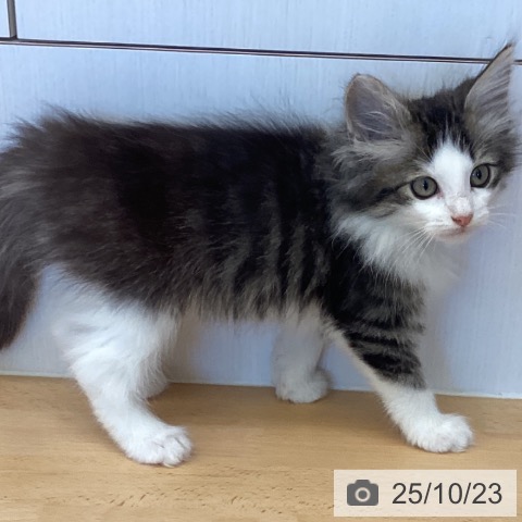 ノルウェージャンフォレストキャットの写真