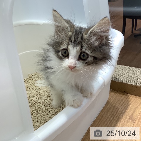 ノルウェージャンフォレストキャットの写真