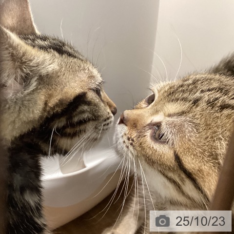 ベンガルの写真