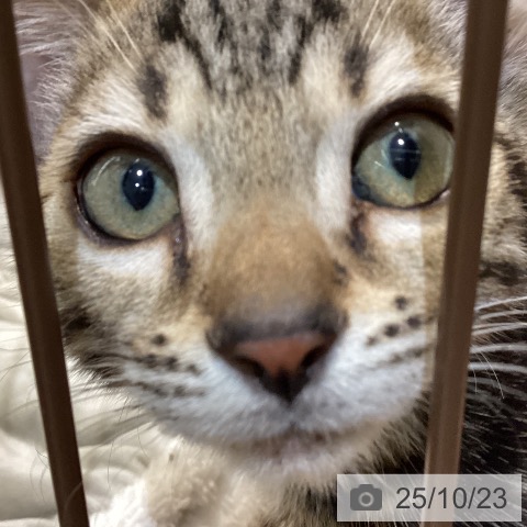 ベンガルの写真
