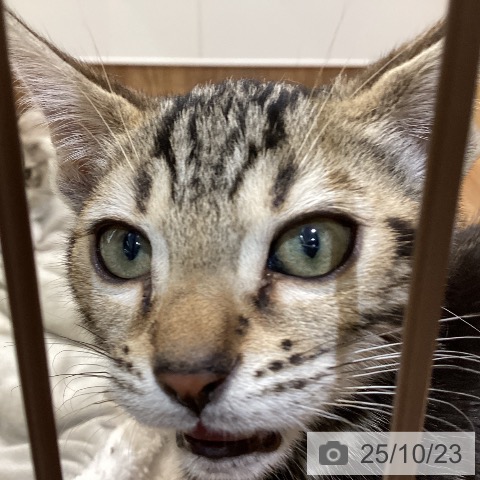 ベンガルの写真