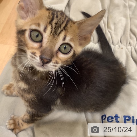 ベンガルの写真